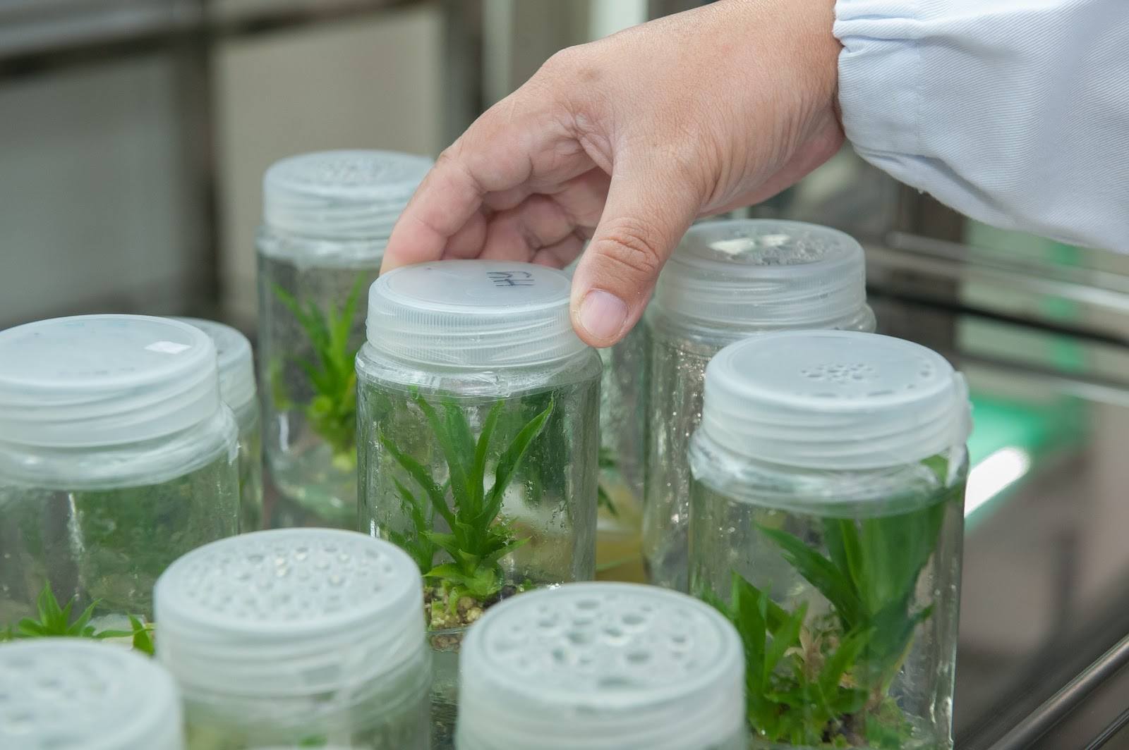 ¡Orquídeas para todos! El Festival Internacional llega a Coatepec con un plan para salvar a las especies mexicanas